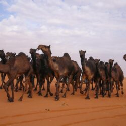 أكثر من ثلاثة الآف زيارة لمنازل المرضى بمستشفى الملك فهد المركزي بجازان