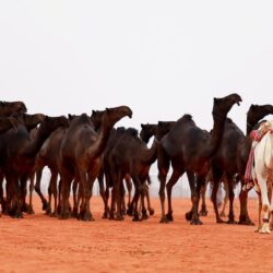 الجواد ” فزاع ” يحقق كأس جمعية الكشافة العربية السعودية للفروسية 