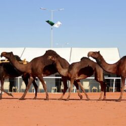 جمعية الكشافة تختتم مشاركتها في ملتقى مساعدي وقادة التدريب