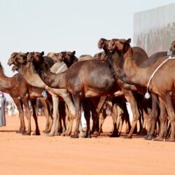 مهرجان الإبل يُسرِّع ترقيم الإبل وتجاوزها حاجز المليون متن