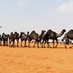 فزعة” تمنح “ابن نادر” نخبة النخبة