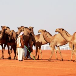 جولات رقابية لبلدية وادي الدواسر تسفر عن إغلاق وتغريم محال تجارية 