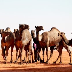 سمو أمير ‎جازان يتفقد مركز ‎الشقيق التابع لمحافظة ‎الدرب، ويطّلع على عدد من المشروعات التنموية المنفذة بالمركز والقرى التابعة له