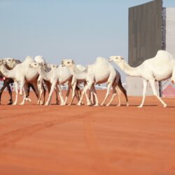 اخصائية التغذية: منتجات الإبل تكافح العديد من الأمراض