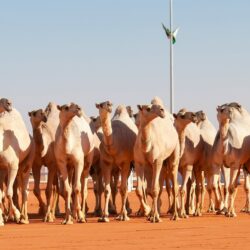 جمعية شفاء تطلق دثروني لكسوة مرضى الكلى