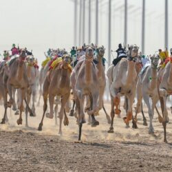 غداً.. انطلاق سباقات الثنايا النهائية بمهرجان ولي العهد للهجن3