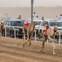 الأميـر فهد يلتقي رئيس جامعة الطـائف