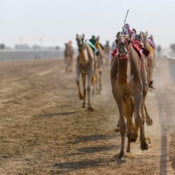 ثمانيه رموز تنتظر الملاك في الأيام الأخيرة