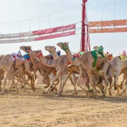 الأميـر فهد يلتقي رئيس جامعة الطـائف