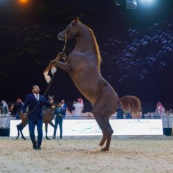 محافظ الأحساء يستقبل مدير عام العلاقات الحكومية بأرامكو السعودية