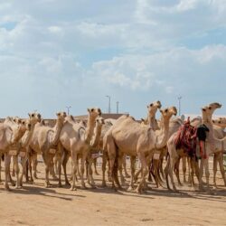 الدفاع المدني: استمرار هطول الأمطار الرعدية على بعض مناطق المملكة ابتداءً من اليوم الاثنين حتى الجمعة المقبل