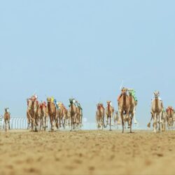 محافظ الطائف يكرّم الجهات المشاركة في دعم برامج المدن الصحية