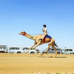 جامعة الملك فيصل تمنح فرصًا تعليمية لـ 176 طالبًا وطالبة من غير السعوديين