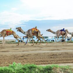 “متعب” تخطف كأس مهرجان ولي العهد للهجن والتوقيت الأفضل