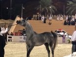 اليوم الثاني لبطولة حائل لجمال الخيل العربي الأصيل