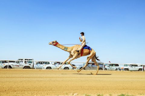 “صمت”  التوقيت الأفضل في يوم الجذاع في مهرجان ولي العهد للهجن