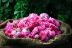 “البيئة” تطرح فرصًا استثمارية في مدينة الورد الطائفي وإنتاج الزيوت العطرية بمحافظة الطائف